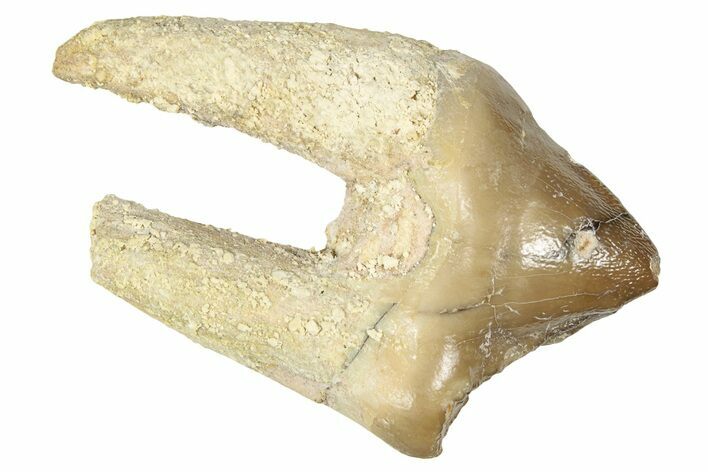 Fossil Predatory Pig (Archaeotherium) Tooth - Nebraska #338427